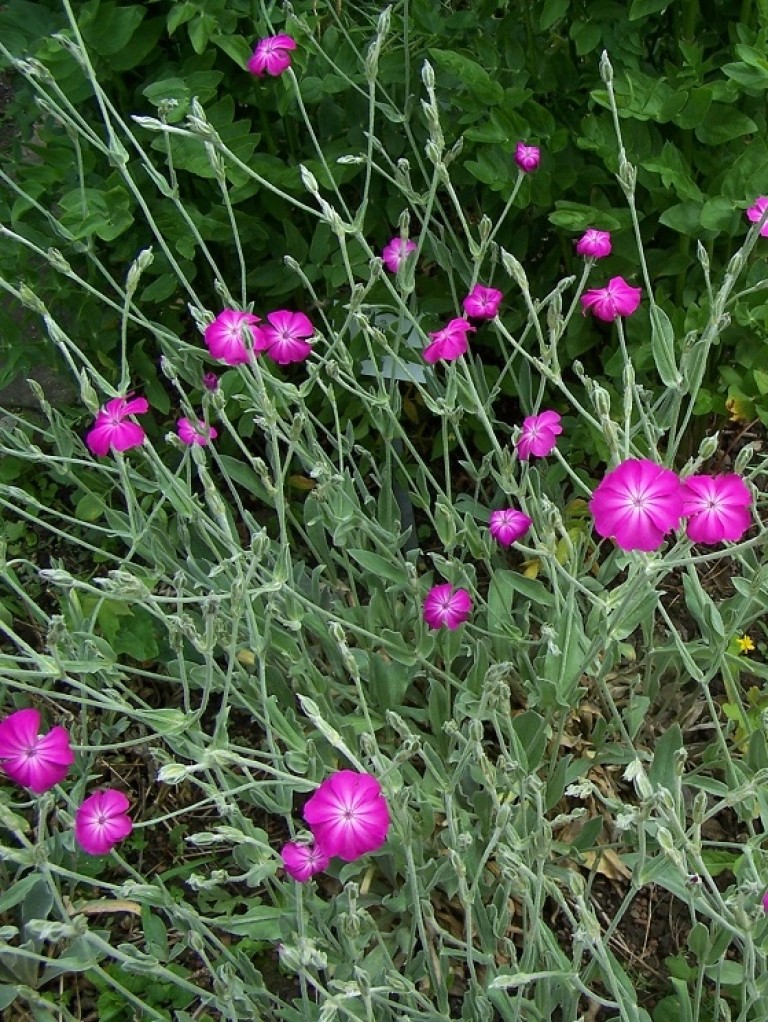 Lychnis coronaria Rosea – Bársonyos kakukkszegfű 