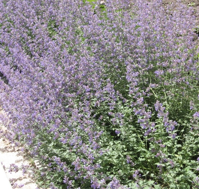 Nepeta x faassenii Walker s Low – Macskamenta