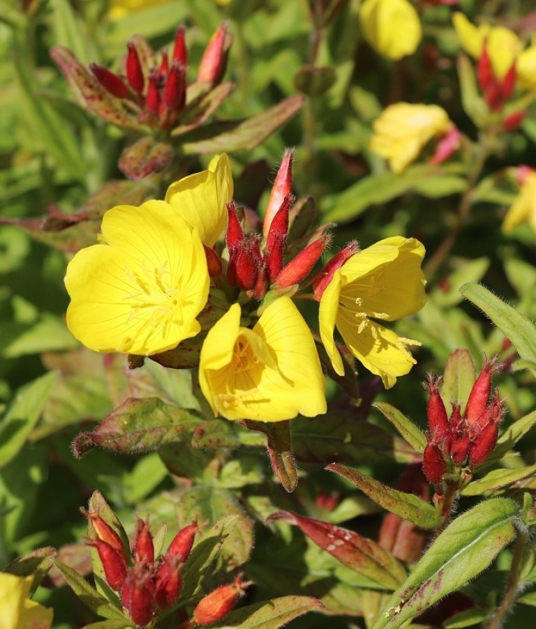 Oenothera pilosella Yella Fella – Ligetszépe