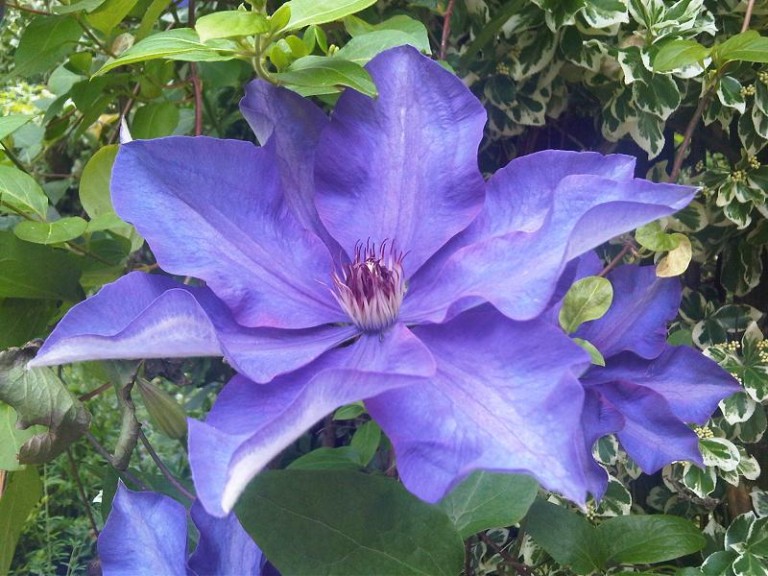 Clematis The President - Iszalag, klemátisz