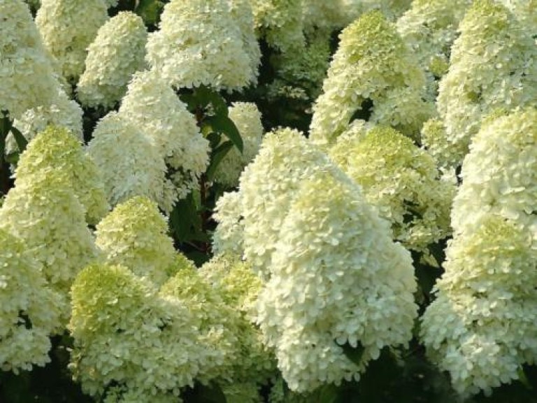 Hydrangea paniculata Silver Dollar - bugás hortenzia