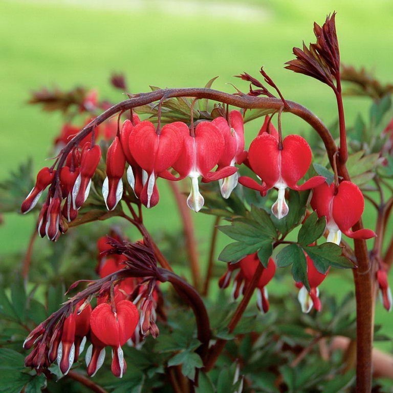 Dicentra spectabilis Valentine - Szívvirág