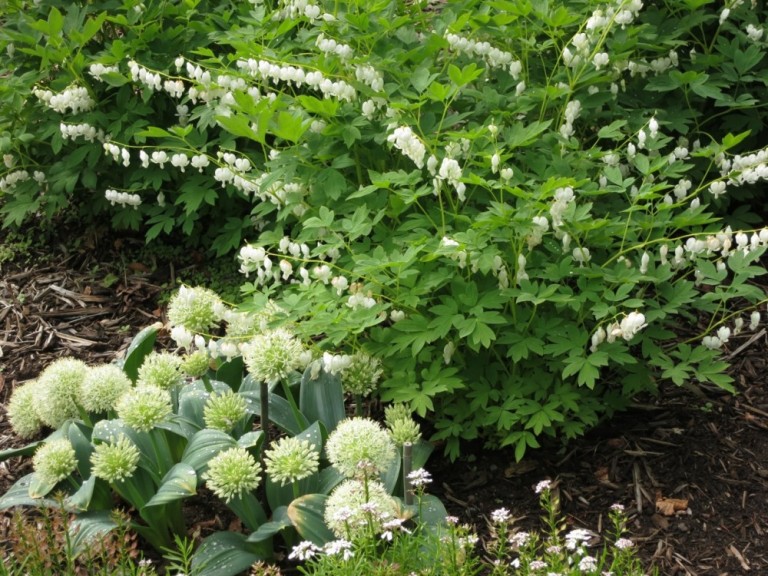  Dicentra spectabilis Alba - Szívvirág