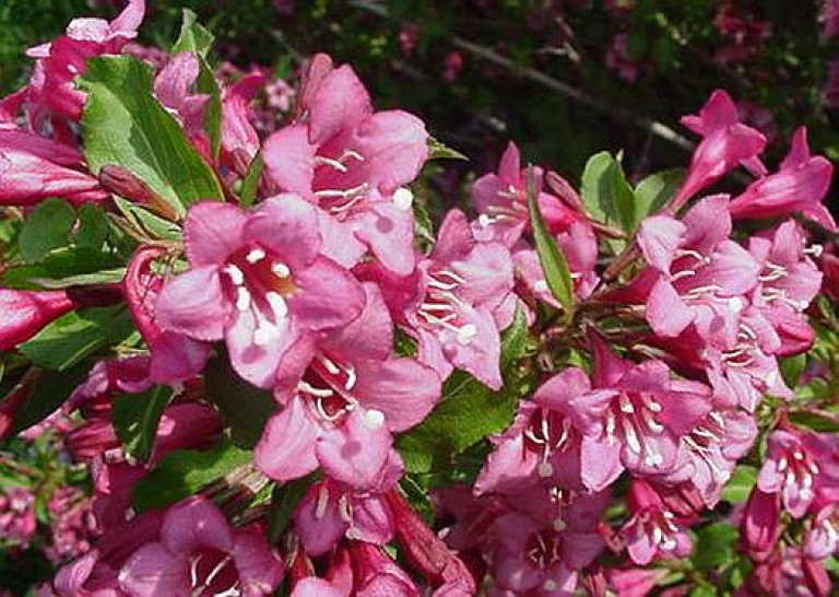 Weigela Rumba - Rózsalonc