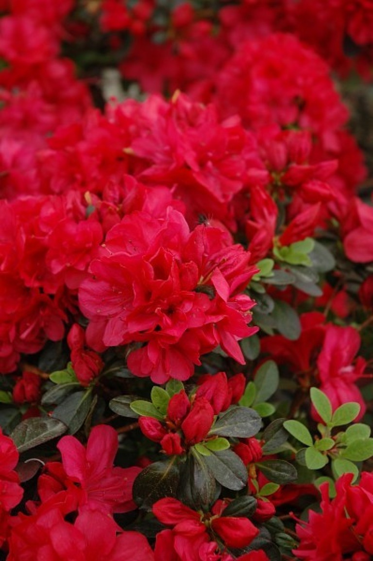  Azalea Moederkensdag - Azálea