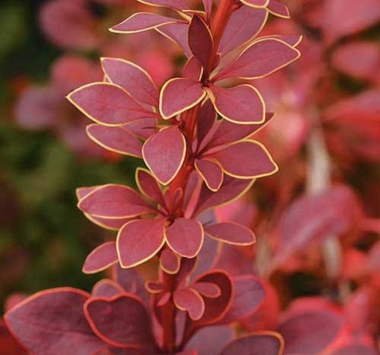 Berberis thunbergii Golden Ring - Borbolya