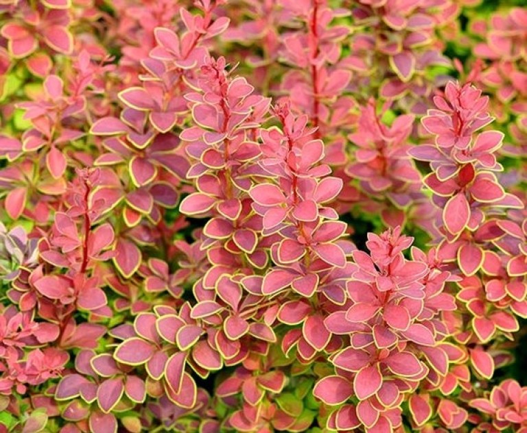 Berberis thunbergii Golden Ring - Borbolya