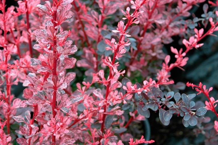  Berberis thunbergii Rose Glow - Tarka levelű borbolya