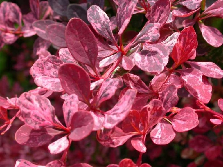  Berberis thunbergii Rose Glow - Tarka levelű borbolya