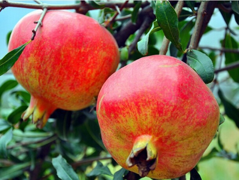 Punica granatum Acco - Gyümölcstermő gránátalma