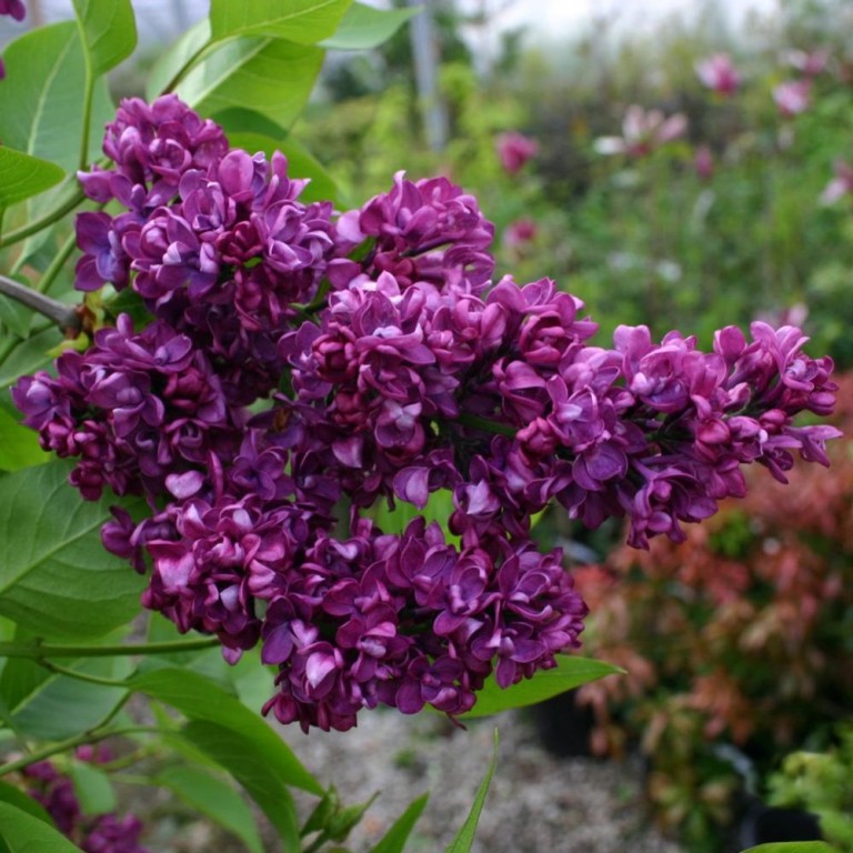 Syringa vulgaris Charles Joly - Orgona