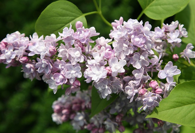 Syringa vulgaris Katherine Havemeyer - Orgona