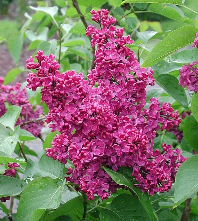Syringa vulgaris Andenken an Ludwig Spath - Orgona