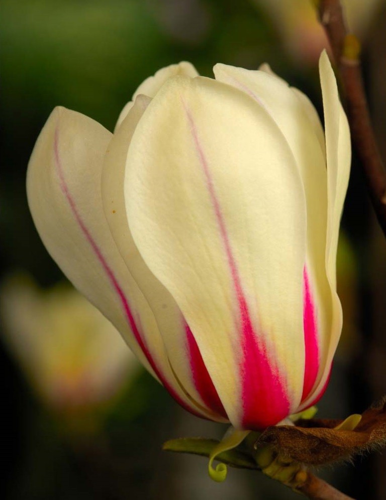 Magnolia concinna Sunrise - Liliomfa oltvány