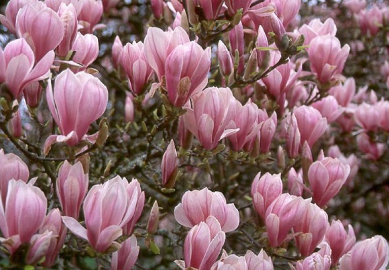 Magnolia soulangeana - Liliomfa**