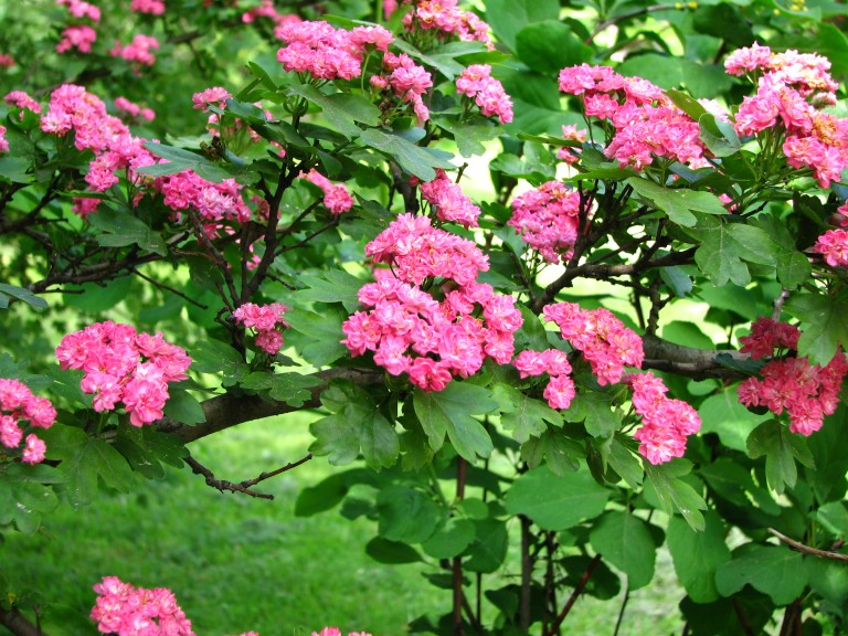  Crataegus laevigata Paul Scarlet - Pirosvirágú galagonya