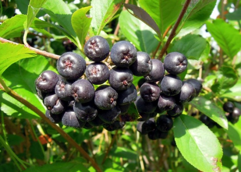 Aronia melanocarpa Nero - Fekete berkenye