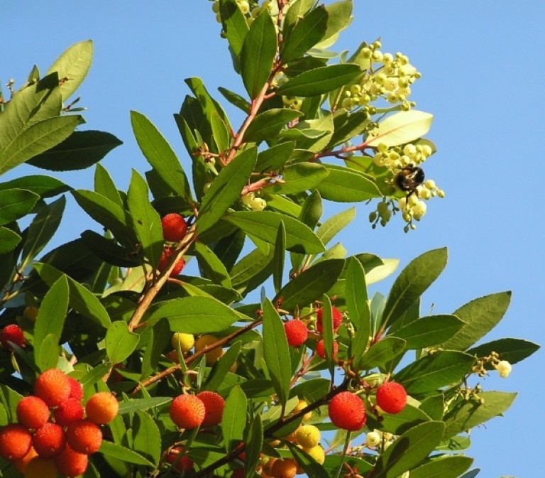 Arbutus unedo Compacta - Szamócafa