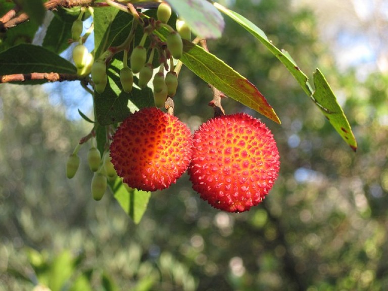Arbutus unedo Rubra - Szamócafa