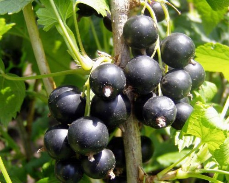 Ribes nigrum 'Fertődi' - Fekete ribizli