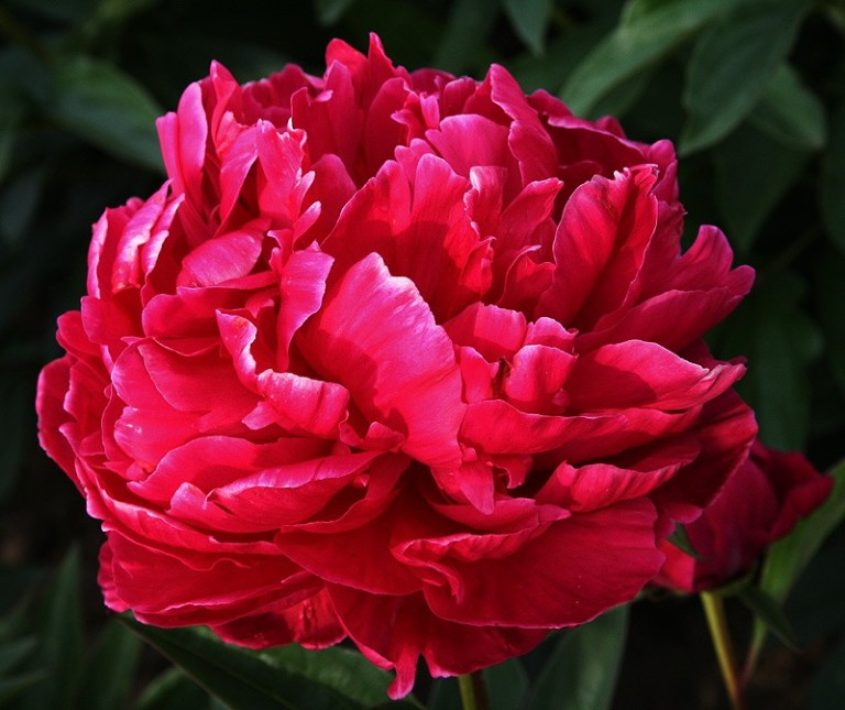 Paeonia lactiflora Karl Rosenfield - Lágyszárú bazsarózsa