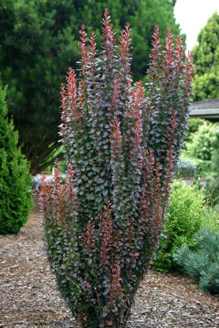Berberis thunbergii 'Helmond Pillar ' - Oszlopos Borbolya