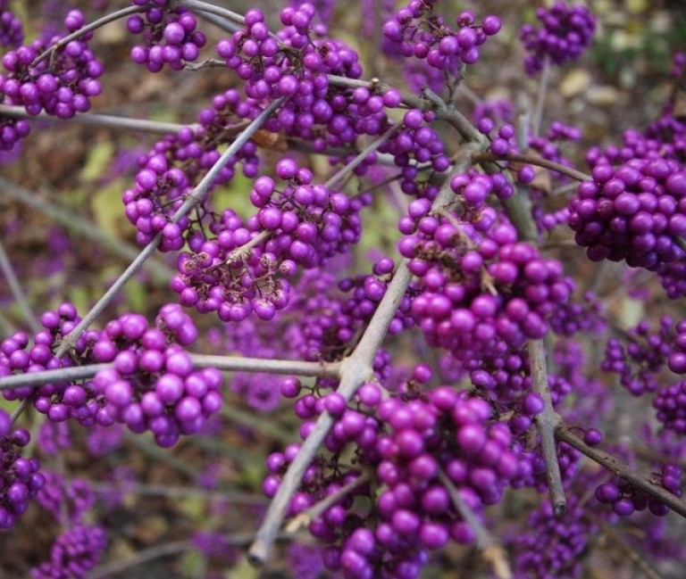Callicarpa bodinieri Dart's Profusion - Kínai lilabogyó