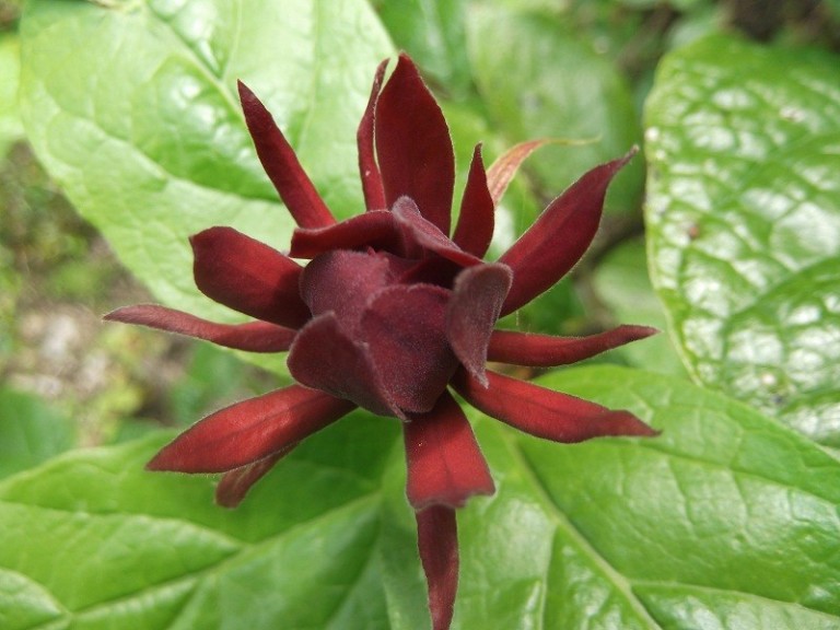 Calycanthus floridus Hartlage Wine - Illatos fűszercserje