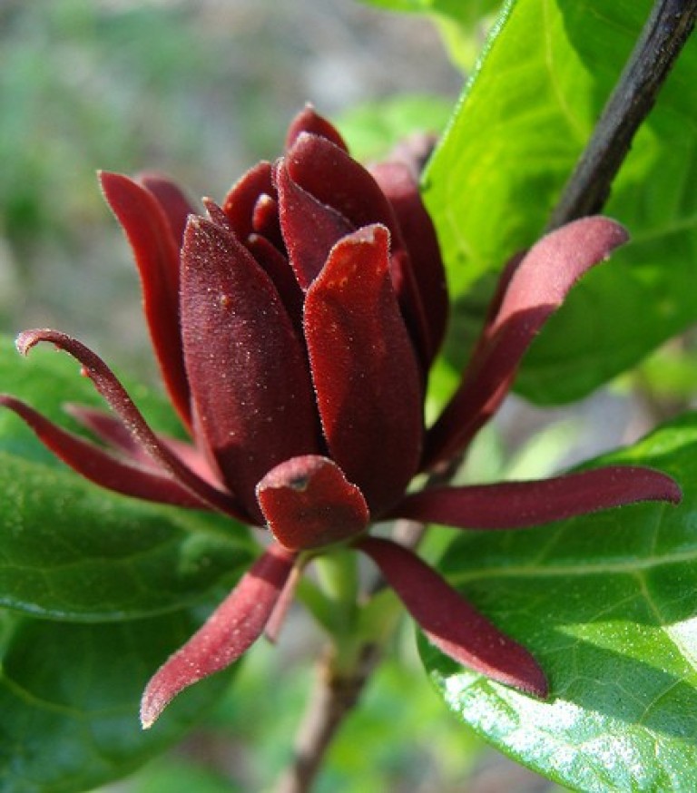 Calycanthus floridus Hartlage Wine - Illatos fűszercserje