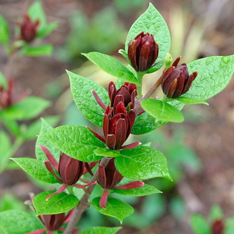 Calycanthus floridus Hartlage Wine - Illatos fűszercserje