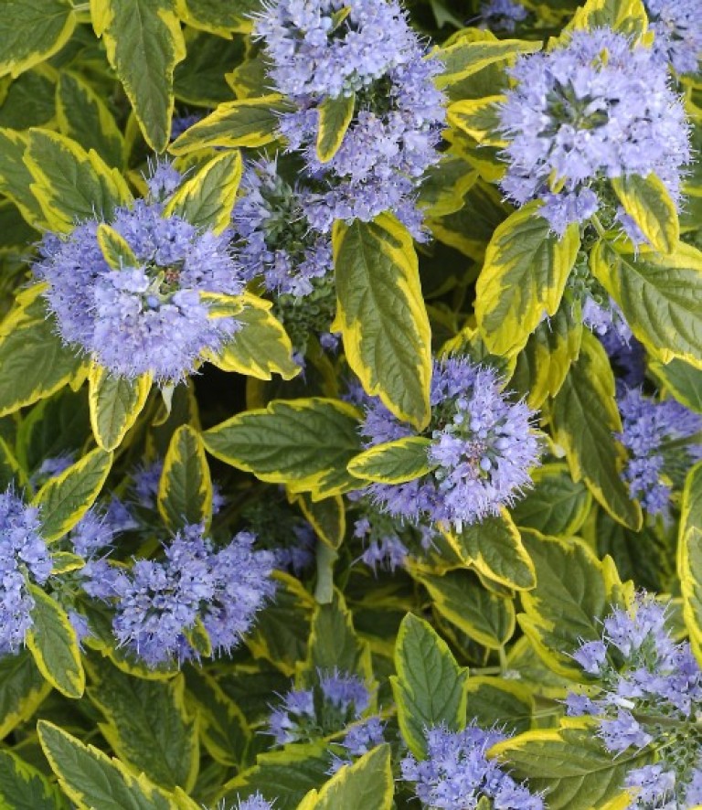 Caryopteris clandonensis Summer Sorbet - Angol kékszakáll 