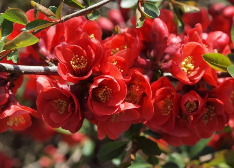 Chaenomeles Nicoline - Japánbirs