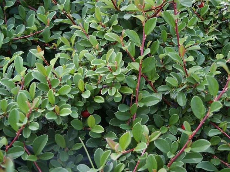 Cotoneaster dammeri Eichholz - Terülő madárbirs