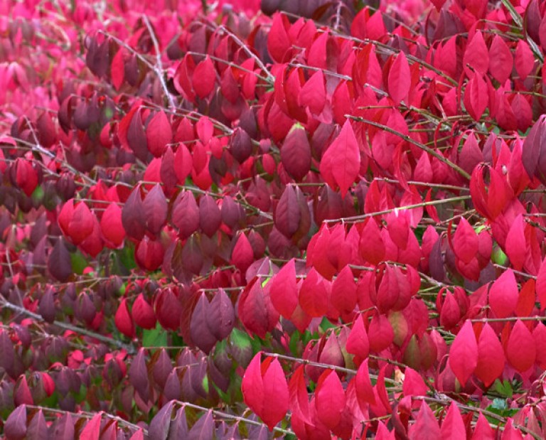 Euonymus alatus ’Compactus’ - Szárnyas kecskerágó 