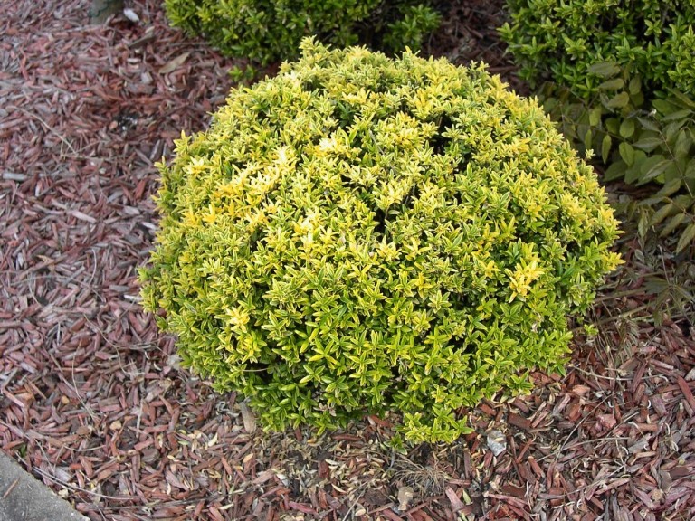 Euonymus microphyllus Aureovariegatus - Aprólevelű japán kecskerágó 