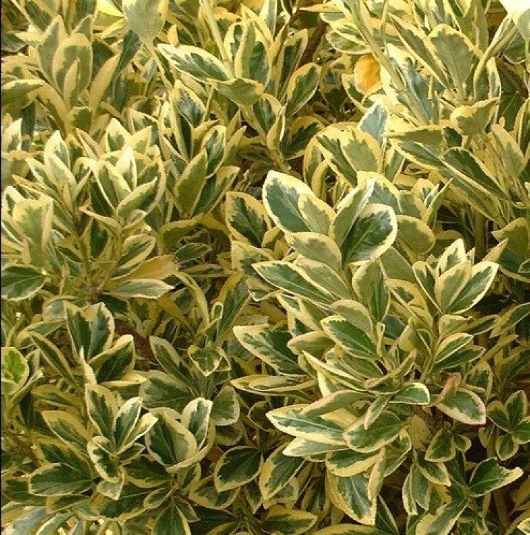  Euonymus japonicus Bravo - Japán kecskerágó 
