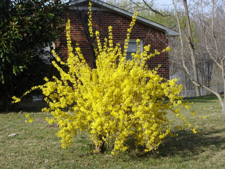 Forsythia intermedia Lynwood Gold - Aranyvessző 