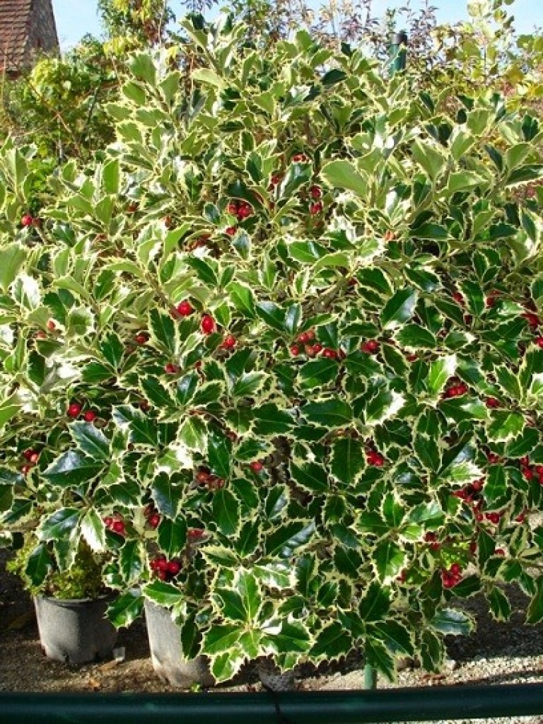  Ilex aquifolium Argenteomarginata - Magyal