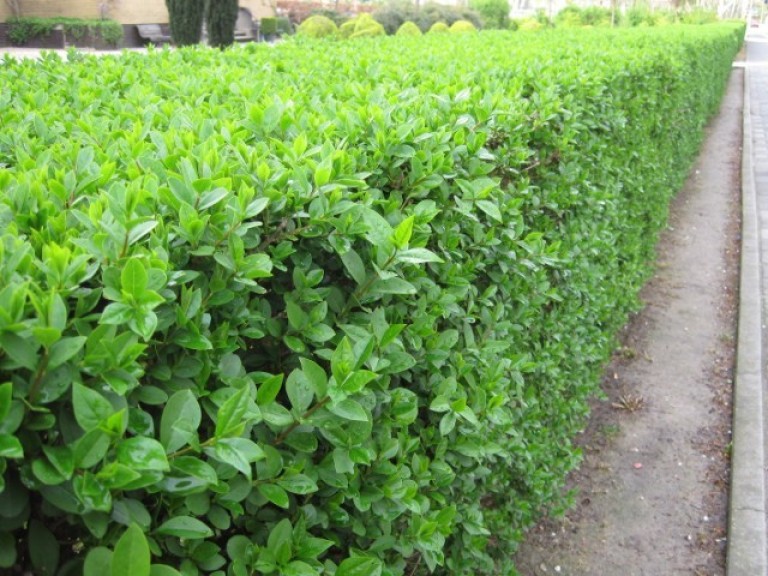 Ligustrum ovalifolium -  Fagyal 