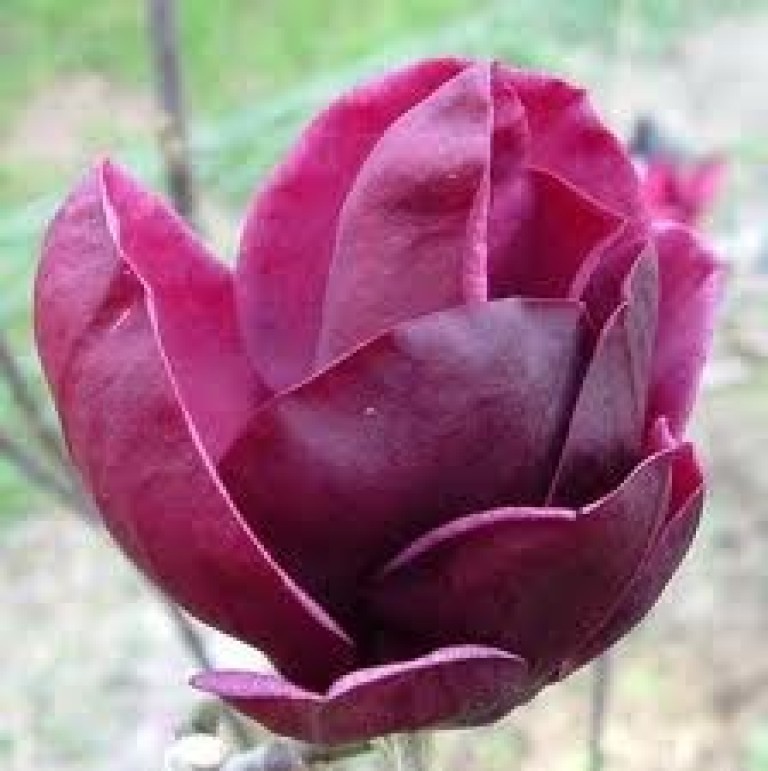 Magnolia Genie - Liliomfa oltvány