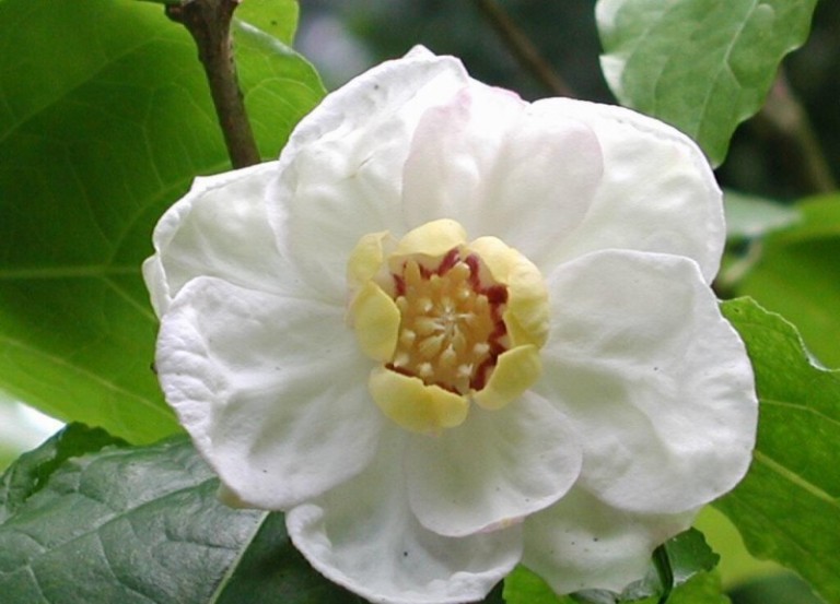 Sinocalycanthus chinensis - Kínai fűszercserje 