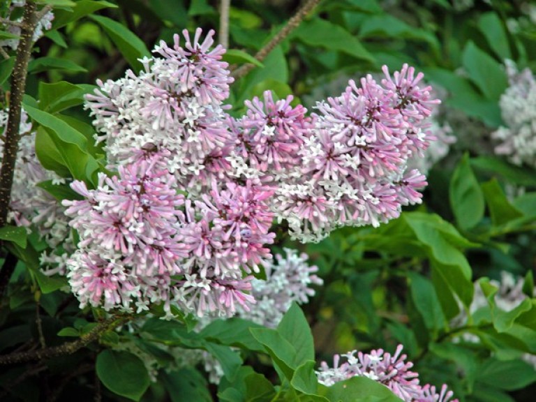Syringa patula Miss Kim - Törpeorgona