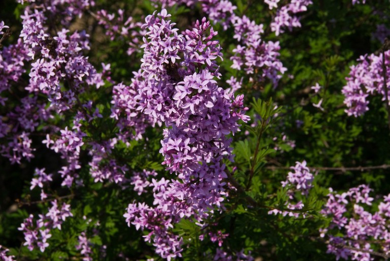  Syringa persica Laciniata - Perzsa orgona