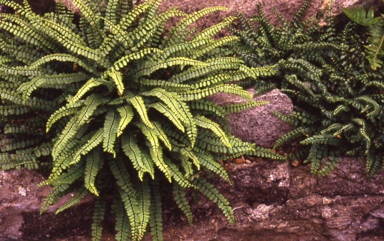 Asplenium trichomanes - Aranyos fodorka