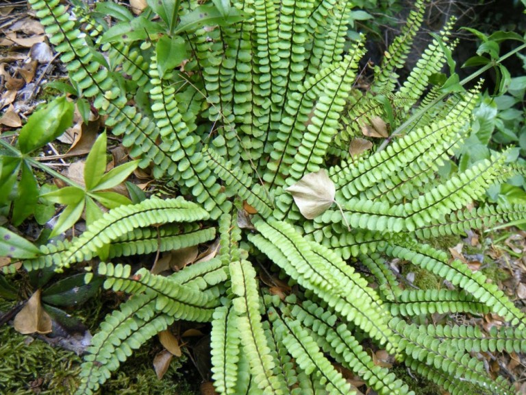 Asplenium trichomanes - Aranyos fodorka