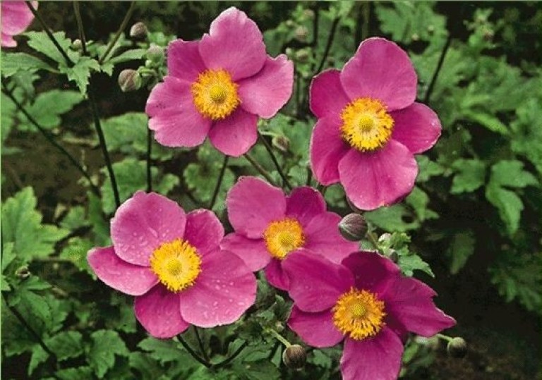 Anemone splendens - Szellőrózsa 