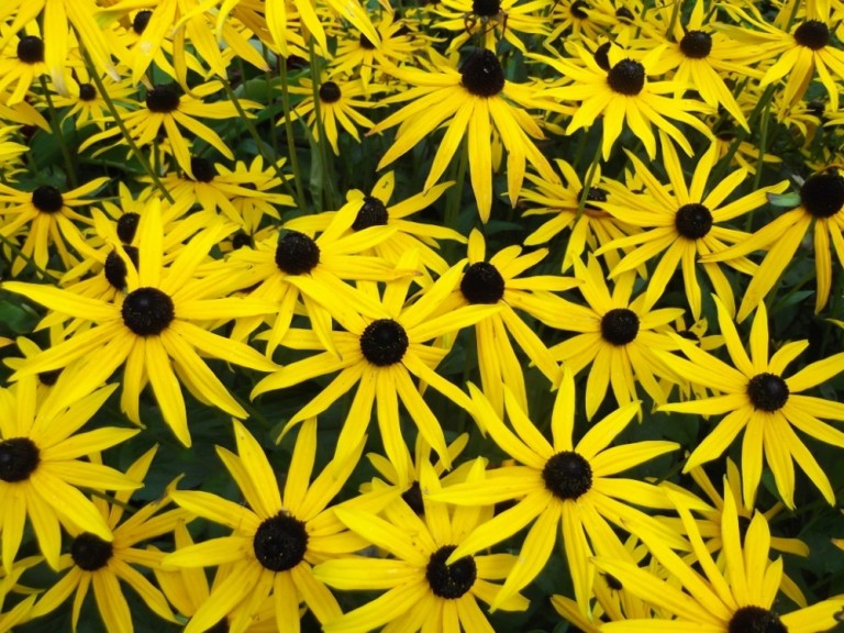 Rudbeckia fulgida City Garden  - Pompás kúpvirág