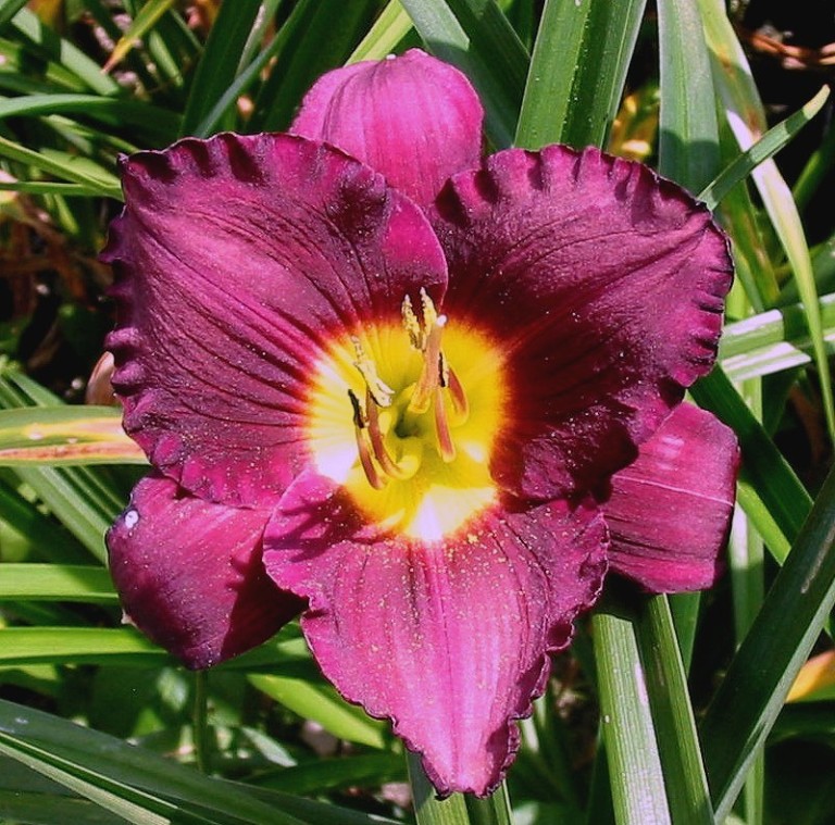 Hemerocallis Bela Lugosi  -  Sásliliom 