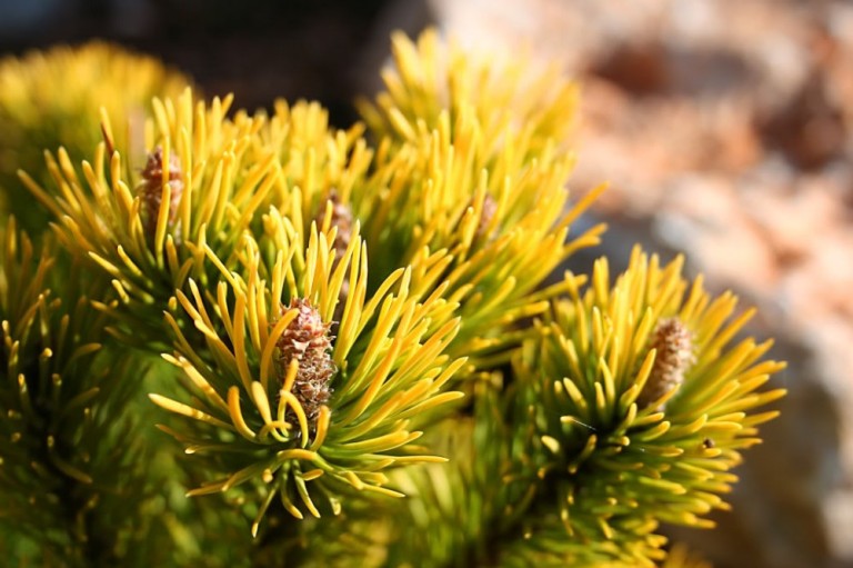 Pinus mugo 'Winter Gold' - Törpefenyő 