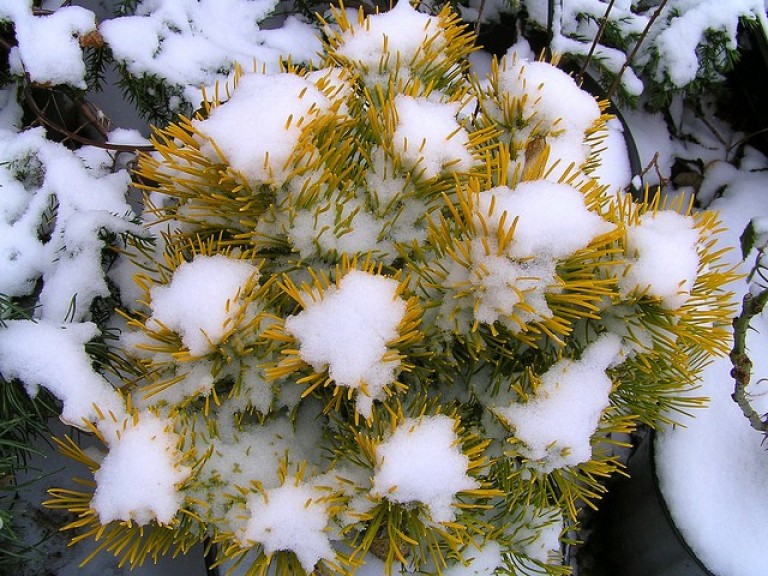 Pinus mugo 'Winter Gold' - Törpefenyő 